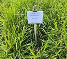 Avanço do capim-capeta pressiona produtividade das pastagens e acende alerta na pecuária brasileira