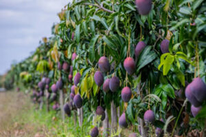Bioinsumos ganham espaço na produção de frutas e verduras com foco em eficiência e equilíbrio do meio ambiente