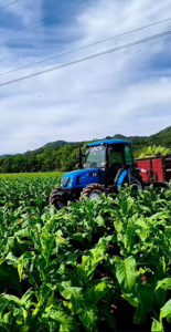 Cultivo de Tabaco ganha mais eficiência com tratores exclusivos e impulsiona a agricultura familiar no Sul do País