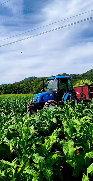 Cultivo de Tabaco ganha mais eficiência com tratores exclusivos e impulsiona a agricultura familiar no Sul do País