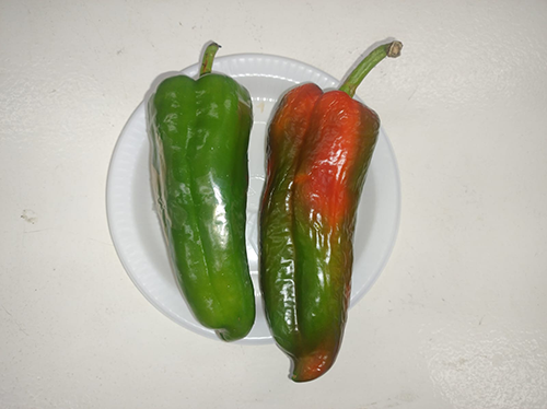 Nutec desenvolve revestimentos comestíveis e filmes biodegradáveis para conservação de alimentos