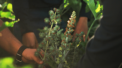 Com múltiplas aplicações industriais, mamona vive novo ciclo no Brasil