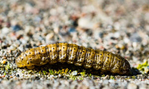 Pressão de lagartas desafia milho safrinha 2025 no Cerrado e acende alerta para quebra de resistência Bt