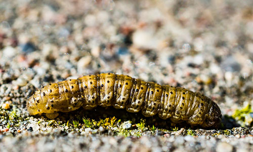 Pressão de lagartas desafia milho safrinha 2025 no Cerrado e acende alerta para quebra de resistência Bt