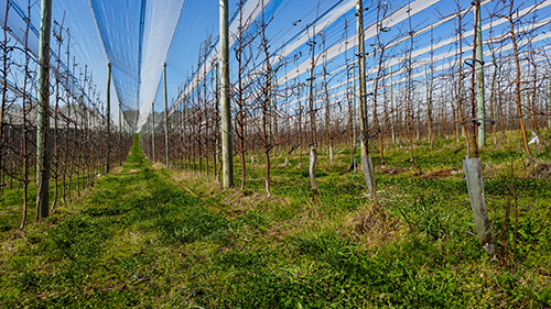 Rasip Agro investe em fruticultura regenerativa para ampliar produtividade e fortalecer qualidade do solo em Vacaria (RS)