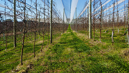 Rasip Agro investe em fruticultura regenerativa para ampliar produtividade e fortalecer qualidade do solo em Vacaria (RS)