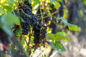 Rotas do Vinho de São Paulo chegam a 87 atrativos, reforçam produção e valorizam experiências