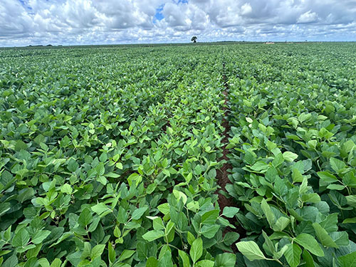 Biossolução sinérgica chega ao Brasil para maximizar uso de fertilizantes e aumentar a rentabilidade das culturas de soja e milho