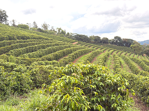 Sebrae Minas debate valorização dos cafés especiais no Festival Mantiqueira de Minas