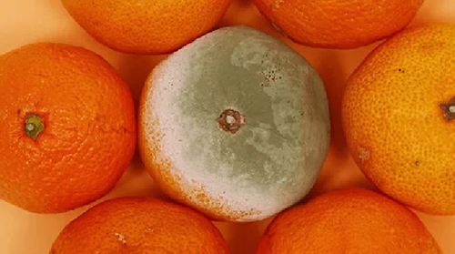 Alto Paranaíba, Triângulo e Noroeste se mobilizam para criar barreira sanitária contra doença da laranja