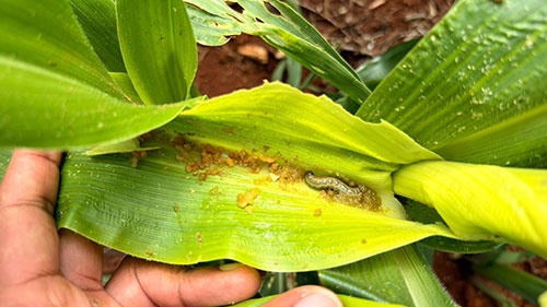 Pragas ganham força na arrancada do milho e apertam o cerco por monitoramento