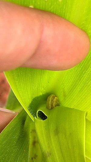 Pragas ganham força na arrancada do milho e apertam o cerco por monitoramento