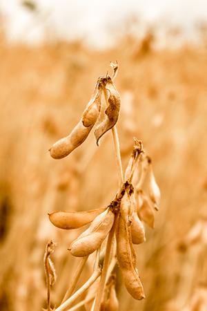 Com safra de soja na reta final, manejo correto da dessecação é decisivo para garantir eficiência na colheita