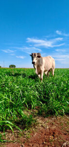 A seca está chegando e é hora do pecuarista se preparar