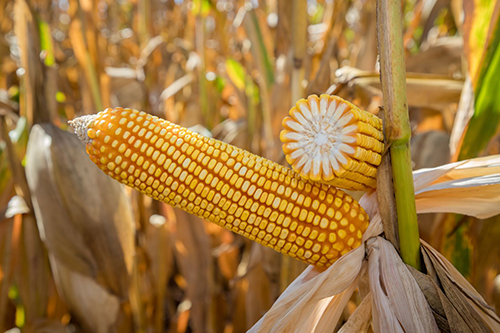 Mato Grosso mantém ritmo sólido na safrinha de milho 2026