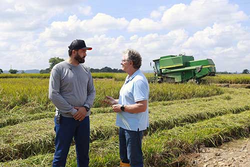 Colheita avança em SC sob pressão da crise do arroz