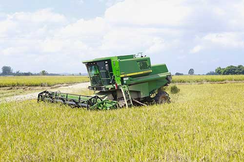 Colheita avança em SC sob pressão da crise do arroz