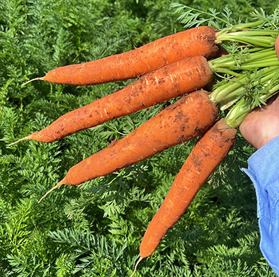 Alta produtividade da cenoura no inverno aumenta oferta e reforça importância da qualidade no campo