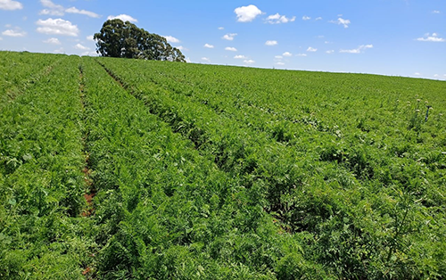 Alta produtividade da cenoura no inverno aumenta oferta e reforça importância da qualidade no campo