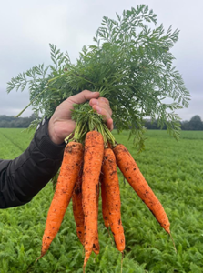 Alta produtividade da cenoura no inverno aumenta oferta e reforça importância da qualidade no campo