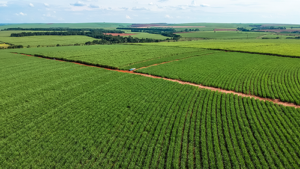 Tereos recebe certificação internacional inédita em SP com suporte tecnológico da Koppert em soluções biológicas