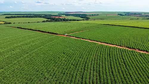 Tereos recebe certificação internacional inédita em SP com suporte tecnológico da Koppert em soluções biológicas 