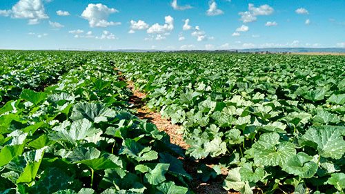 Polinização segue como desafio central para elevar a produtividade da abóbora japonesa