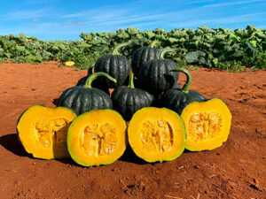 Polinização ainda é um dos principais gargalos no cultivo da abóbora japonesa