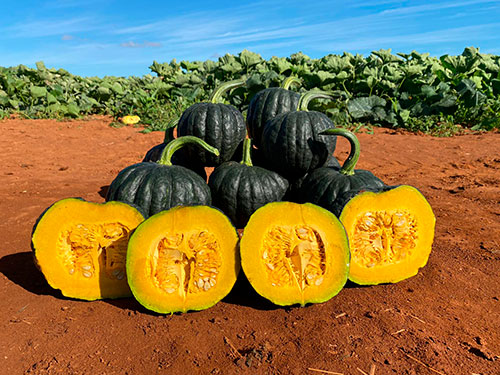 Polinização segue como desafio central para elevar a produtividade da abóbora japonesa