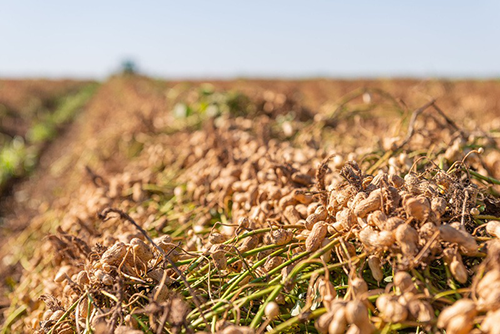 Brasil recebe delegação argentina para intercâmbio técnico na cadeia do amendoim