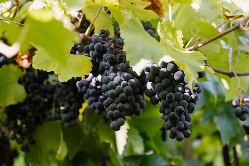 Com 93 milhões de quilos, Vinícola Aurora colhe maior safra de uva da história de 95 anos