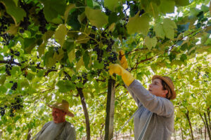 Com 93 milhões de quilos, Vinícola Aurora colhe maior safra de uva da história de 95 anos