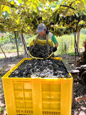 Com 93 milhões de quilos, Vinícola Aurora colhe maior safra de uva da história de 95 anos