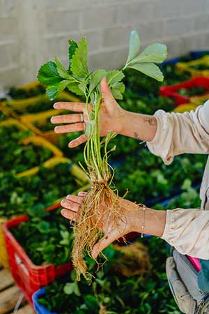 Vitácea Brasil e Grupo Hijuelas se unem para criar nova empresa e ampliar acesso à genética de ponta para a fruticultura brasileira