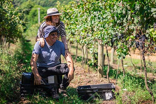 Safra da uva robusta no RS impulsiona expectativas do setor para a Wine South America