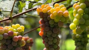 Safra da uva robusta no RS impulsiona expectativas do setor para a Wine South America