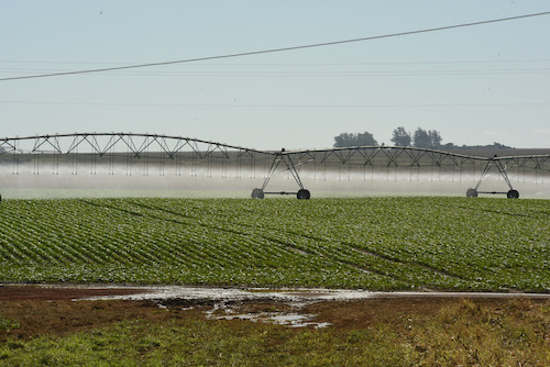 Fim do "quanto mais água, melhor”: o excesso está acabando com a lucratividade e produtividade das lavouras irrigadas.