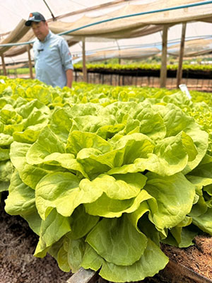 Bioinsumos ganham espaço na produção de frutas e verduras com foco em eficiência e equilíbrio do meio ambiente