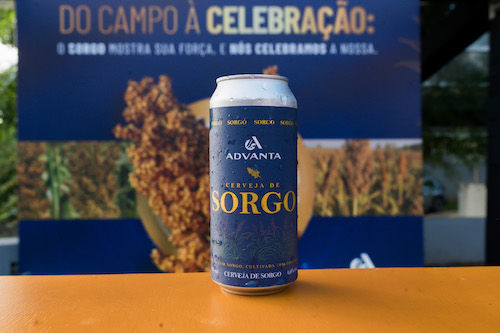 Sorgo avança no segmento de bebidas e revela potencial para cerveja sem glúten