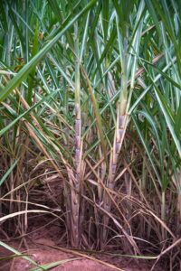 Manejo integrado com nutrição, biológicos e ativadores fisiológicos eleva produtividade da cana-planta em até 10 t/ha, apontam estudos realizados em quatro estados brasileiros