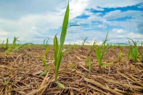Manejo integrado com nutrição, biológicos e ativadores fisiológicos eleva produtividade da cana-planta em até 10 t/ha, apontam estudos realizados em quatro estados brasileiros