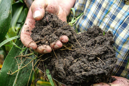  Prática consolidada, conceito ainda pouco conhecido: o cenário da agricultura regenerativa no Brasil