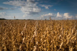Convênio entre BRANDT, MyCarbon e Banco do Brasil amplia acesso a crédito rural e ativos de carbono