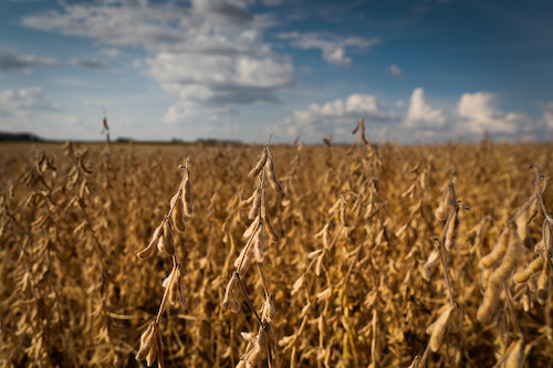 Convênio entre BRANDT, MyCarbon e Banco do Brasil amplia acesso a crédito rural e ativos de carbono