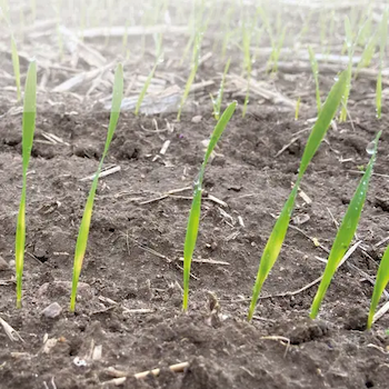 Conhecimento especializado da DLG: semeadura de semente única — Tendências da Agritechnica 2025 incluídas