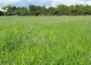 Primeira cultivar brasileira de Brachiaria decumbens chega ao mercado