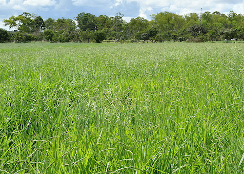 Primeira cultivar brasileira de Brachiaria decumbens chega ao mercado