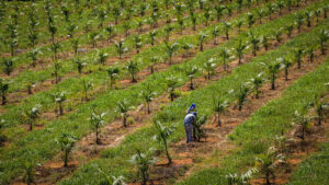 Embrapa oferece tour guiado por Vitrines Vivas de Tecnologias durante a Feira Brasil na Mesa