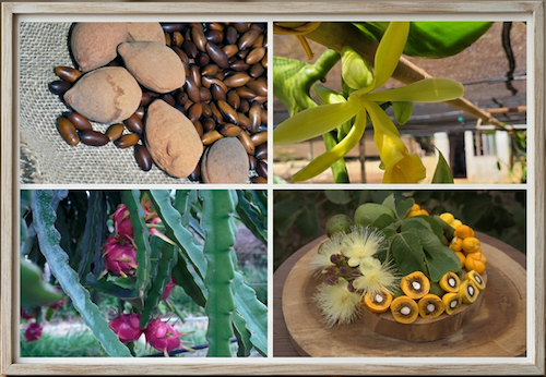  Embrapa oferece tour guiado por Vitrines Vivas de Tecnologias durante a Feira Brasil na Mesa