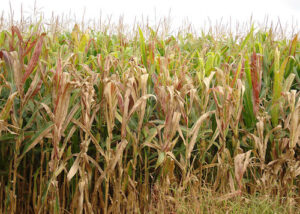 A cigarrinha-do-milho (Dalbulus maidis), considerada a principal praga da cultura, tem provocado prejuízos bilionários à produção nacional.